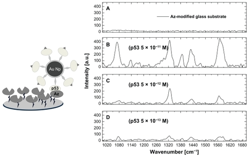 Figure 4 Sketch of a p53-azurin recognition event (left) and surface-enhanced Raman scattering spectra (right) of: the azurin-coated substrate before (A) and after incubation with the p53-4-ATP nanoparticle system, at different p53 concentrations, 5 × 10−11 M (B), 5 × 10−12 M (C), and 5 × 10−13 M (D). Spectra were collected by an objective 100× immersed in phosphate buffer.