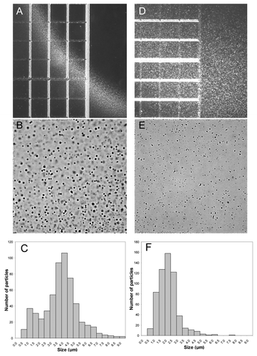 Figure 2. Light microscopy pictures and particle distributions of the aggregates observed at the contact region between Herceptin® diluted in 5% dextrose and human plasma (A–C) and between Avastin® diluted in 5% dextrose and human plasma (D–F). Herceptin® and Avastin® stock solutions (see Material and Methods) were diluted with 5% dextrose to a final protein concentration of 1.1 mg/ml and 1.3 mg/ml, respectively. The particle distributions were analyzed as described in Materials and Methods: 577 and 581 particles were counted in for the histograms in (C and F), respectively. The distance between two lines in (A and D) is 250 μm. The sizes of (B and E) correspond to 250 μm × 250 μm.