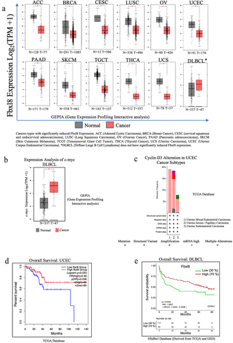 Figure 6. Fbxl8 levels correlate with poor survival of DLBCL and UCEC patients. (a) Fbxl8 expression analysis for various cancer types comparing normal versus tumor tissue in patients. Cancer types include ACC (Adenoid Cystic Carcinoma), BRCA (Breast Cancer), CESC (cervical squamous and endocervical adenocarcinoma), LUSC (Lung Squamous Carcinoma), OV (Ovarian Cancer), PAAD (Pancreatic adenocarcinoma), SKCM (Skin Cutaneous Melanoma), TCGT (Tenosynovial Giant Cell Tumor), THCA (Thyroid Cancer), UCS (Uterine Carcinoma), UCEC (Uterine Corpus Endometrial Carcinoma), and DLBCL (Diffuse Large B-cell Lymphoma). (b) c-myc expression analysis for DLBCL comparing normal versus tumor tissue in patients. (c) Alteration frequency of cyclin D3 in uterine corpus endometrial carcinoma (UCEC). (d) Kaplan–Meier survival curve for overall survival in diffuse large B-cell lymphoma (DLBCL) patients with low and high expression of Fbxl8. (e) Kaplan–Meier survival curve for overall survival in uterine corpus endometrial carcinoma patients with low and high expression of Fbxl8.