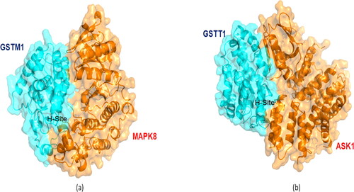 Figure 5. Predicted protein–protein complex obtained from HADDOCK’s easy interface. (a) GST-M1–MAPK8 complex and (b) GST-T1–ASK1 complex. Hydrophobic sites of GSTs interact with MAPK8’s kinase domain and with ASK1.