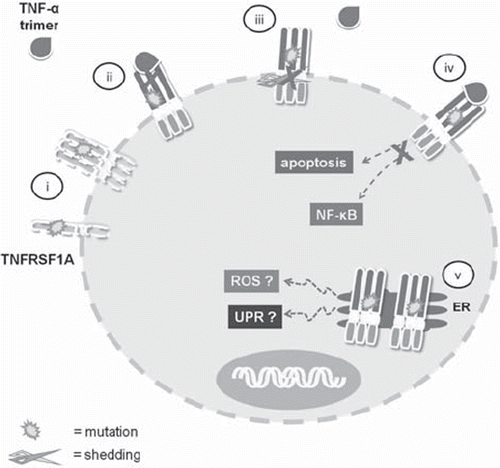 Figure 2. Mechanism of TNFRSF1A action in the pathogenesis of tumour necrosis factor receptor-associated periodic syndrome (TRAPS). TNFRSF1A receptor is known to play an important role in the regulation of the inflammatory response through tumour necrosis factor (TNF)-α binding. TNF-α binding activates several signalling pathways responsible for the survival and/or apoptosis. Following TNFRSF1A activation the extracellular portion of the receptor is shed by a metalloprotease from the cell surface and released in the extracellular compartment. TRAPS-associated TNFRSF1A mutations result in impaired i) TNFRSF1A trafficking to the cell surface; ii) TNF-α binding; iii) activation-induced shedding; iv) TNF-α induced activation of transcription factors or apoptosis; v) accumulation of mutated TNFRSF1A in the endoplasmic reticulum (ER) with unbalanced reactive oxygen species (ROS) production and unfolded protein response (UPR).
