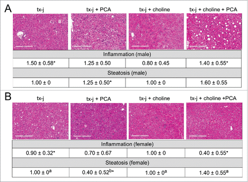 Figure 3. Liver histology from tx-j mice at 24 weeks of age. Hematoxylin and eosin, 100 X. Untreated tx-j mice presented mild inflammation and steatosis with more inflammation occurring in males compared to females in the same diet group. Steatosis improved in female tx-j mice after penicillamine (PCA) treatment. Whereas choline did not change histology scores, the combination of PCA and choline was associated with higher grade of steatosis compared to all other groups. Results are expressed as mean ± standard deviation. Between group differences were analyzed by 1-way ANOVA; values with different letter symbols are significantly different (P < 0.05) from each other. Differences between sexes in the same treatment group were analyzed by Student's t-test; values with an asterisk (*) are significantly different (P < 0.05) between sexes.