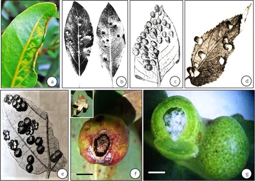 Figure 1. Representative gall types induced by the Psylloidea. (a) leaf-roll gall induced by Trioza alacris on Laurus nobilis in Europe (source: Plant Parasites of Europe; bladmineerders.nl/parasites/animalia/arthropoda/insecta/hemiptera/ sternorrhyncha/psylloidea/triozidae/trioza/trioza-alacris/ (accessed on May 20, 2021). (b): pit gall induced by Trioza ocoteae on Ocotea acutifolia in South America (source: Lizer Trelles and Molle Citation1945), (c) urn shaped galls induced by Schedotrioza multidunea on a species of Eucalyptus in Australia (source: Houard Citation1923), (d) closed pouch galls induced by Pachypsylla celtidismamma on Celtis occidentalis in North America (source: Riley Citation1881), (e) and spherical, closed galls as in Pauropsylla udei on a species of Ficus in Indonesian islands (Rübsaamen Citation1899), (f) spherical gall induced by Schedotrioza eucalypti on Eucalyptus dives in Australia (inset–dehisced gall) (bar = 5 mm) (source: unpublished work by authors); (g) spherical closed galls (with sugary accumulation) induced by Glycaspis (Synglycaspis) sp. A on E. macrorhyncha in Australia (bar = 5 mm); the gall on left has been slit open with a razor blade to expose the sugary filaments (source: Sharma et al. Citation2015a). (Scale bars not available for Figures a–e in original texts).