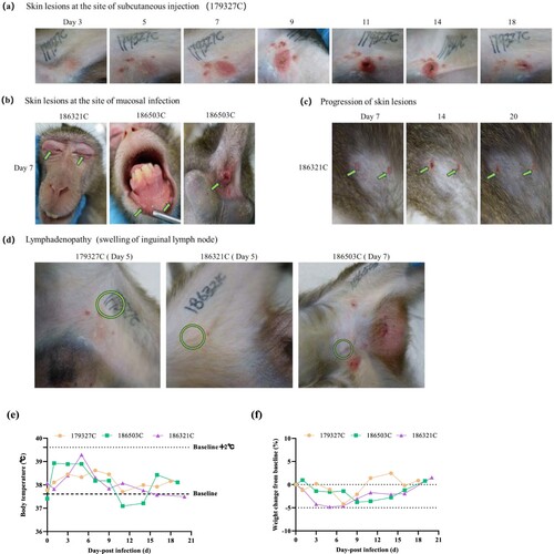 Figure 2. Changes in skin lesions, body temperature, and body weight of cynomolgus macaques infected with WIBP-MPXV-001. (a) Skin lesions at the site of subcutaneous injection. The lesions progressed sequentially from papular to vesicular, pustular, scabs, and desquamating lesions. (b) Skin lesions at the site of mucosal infection. Symptoms in the eyes, mouth, and anus were most severe on day 7. (c) Progression of skin lesions. Rashes spread from the site of inoculation to the limbs and back. The lesions progressed to pustules (day 7), evolved to scabs (day 14), and ended as scarrings (day 20). (d) Manifestations of the lymph nodes. Swelling of the inguinal lymph nodes after infection on day 5 and day 7. (e) Change in body temperature. The rectal temperature was measured within 3 min after anesthesia. Elevation in body temperature of 2°C relative to the baseline temperature is defined as a high fever. The dotted line indicates the average baseline body temperature. The dashed line denotes a 2°C temperature increase above the average baseline. (f) Change in body weight. The percentage (%) change in body weight compared to baseline levels in animals infected with WIBP-MPXV-001 over time was determined. The results for each monkey are plotted.