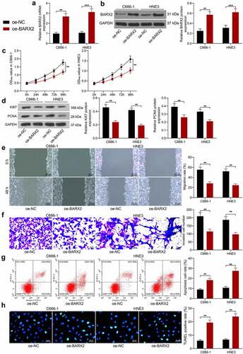Figure 2. Ectopic expression of BARX2 hinders the growth, migration, and invasion of NPC cells in vitro. (a) BARX2 mRNA expression in C666-1 and HNE3 by RT-qPCR. (b) BARX2 protein expression in C666-1 and HNE3 by Western blot. (c) cell proliferative activity after BARX2 overexpression examined using CCK8. (d) expression of proliferation marker proteins Ki67 and PCNA after overexpression of BARX2 examined using Western blot. (e) cell migratory ability after overexpression of BARX2 measured using wound healing assay. (f) cell invasive activity after overexpression of BARX2 measured using Transwell assays. (g) cell apoptosis after overexpression of BARX2 examined using flow cytometry. (h) apoptosis rate of cells after overexpression of BARX2 examined using TUNEL. Results are shown as mean ± SD, and the data were represented by three independent experiments. The two-way ANOVA was utilized for statistical analysis. **p< 0.01, ***p< 0.001 vs oe-NC.