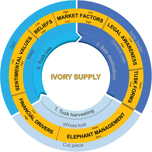 Figure 3. Ivory supply from elephant owners in Thailand is driven by multiple factors at each step. The financial needs of elephant owners have a strong effect on decisions related to tusk harvesting and use. Tusk use and sale destination are influenced by market factors (price and access). Other influences on ivory supply include elephant use and management, sentimental values, ivory beliefs, legal awareness and tusk forms.