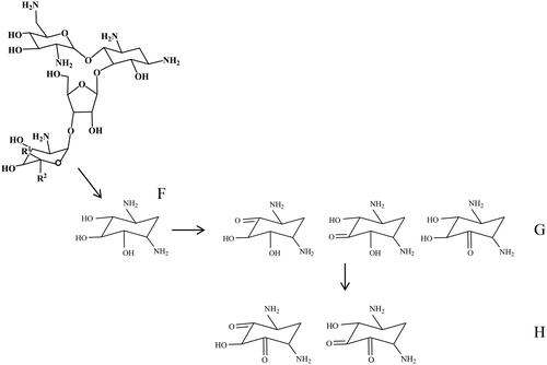 Figure 8. Proposed biodegradation pattern of neomycin, where G and H show possible structural isomers of oxidation products of 2-DOS (F). The tentative identities of the oxidation products (excluding isomer elucidation) could be verified by UHPLC-Q-TOF MS analyses.
