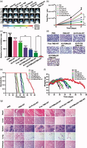 Figure 5. In vivo efficacy in the C6-Luci glioma mouse model. (a) C6-Luci-bearing mice received three injections of PBS, PBS + RT, free TMZ + RT, A2-PLGA + RT, A2-P(MIs)25 + RT, A2-PLGA/TMZ + RT group, and A2-P(MIs)25/TMZ + RT at a dose of 10 mg kg−1 TMZ and 47.2 mg kg−1 P-(MIs) on days 12, 14, and 16, with 2 Gy RT. Bioluminescent signal change correlating to tumor growth over time following inoculation. (b) Quantification of the tumor bioluminescence signal (n = 5 mice per group). (c) The tumor growth inhibition results are expressed as mean values with a tumor bioluminescence sensitivity of 27 days to the tumor bioluminescence intensity of 10 days. (d) TUNEL staining of coronal sections from mouse brains with orthotopic tumors. Scale bar, 50 µm. (e) Kaplan–Meier survival curve for the mice (n = 10). (f) Body weight change. Data are presented as the mean ± SD (n = 10, **p < .01). (g) Histopathological examination of major organs collected after treatment on the animals. H&E staining of major organs. No noticeable abnormality was found in the heart, liver, spleen, lung, or kidneys. Scale bar, 200 µm. 