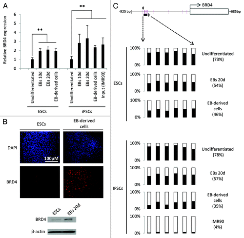 Figure 1. Human BRD4 is demethylated and its expression upregulated during spontaneous differentiation of ESCs. (A) BRD4 expression in undifferentiated ES cells and embryoid bodies (EBs) at 10 and 20 d of differentiation and, EB-derived cells obtained by attachment of EBs on gelatin-coated plates. The iPSC line MSUH-002 and the somatic cell line originally reprogrammed (IRM90) were also included. BRD4 mRNA levels were analyzed by qRT-PCR and are represented as the mean value ± SD of three independent experiments (**P ≤ 0.01). (B) Immunofluorescence staining for BRD4 (red) in ES cells and EB-derived cells. Nuclei were labeled with DAPI (blue). Lower panel shows western blot analysis of BRD4 expression in undifferentiated ES cells and 20-d-old embryoid bodies. (C) Pyrosequencing analysis of DNA methylation in the BRD4 promoter region. Six CpG sites located approximately 600 bp upstream of the transcription initiation site were analyzed.