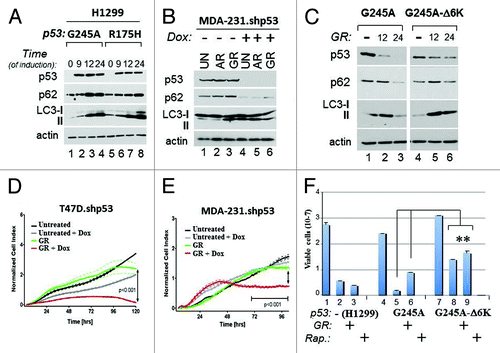 Figure 5. Mutant p53 blocks autophagy and promotes resistance to metabolic stress. (A) H1299 cells expressing p53G245A (lanes 1–4) or p53R175H (lanes 5–8) were grown without Dox (lanes 1 and 5), or with Dox for the indicated time (in hours). (B) MDA-231.shp53 cells were left untreated (lanes 1 and 4), or grown for 4 h in media lacking amino acids (AR, lanes 2 and 5), or lacking glucose (lanes 3 and 6), in the absence (lanes 1–3) or presence (lanes 4–6) of Dox. In all the experiments performed with these cells, pre-treatment with Dox was performed for at least 7 days before starvation. The levels of p53, LC3, p62 and actin were assessed in both panels. (C) H1299 cells expressing p53G245A (lanes 1–3) or p53G245A-Δ6K (lanes 4–6) were induced with Dox for 24 h. Doxycyxline was then washed out the media, and cells received either complete media (lanes 1 and 4) or GR media for 12 h (lanes 2 and 5) or 24 h (lanes 3 and 6). Cell extracts were probed in immunoblot with anti-p53, anti-p62, anti LC3 antibodies or anti-actin antibodies. The image shown is captured from the same autoradiogram at identical exposure times, and lines in between were cut. (D–E) Cell proliferation of T47D.shRNA and MDA-231.shp53 cells was monitored dynamical and in real time by using the x-CELLigence RT-CA system (see Materials and Methods). Cells were pre-treated with Dox or vehicle control, then plated in the presence or absence of glucose in duplicate wells and cell proliferation was assessed for 96 h. The p values between different samples are shown. (F) Naïve H1299 (lanes 1–3), or H1299 expressing p53G245A (lanes 4–6) or p53G245A-Δ6K (lanes 7–9) were Dox-treated as described previously, and then received GR media (lanes 2, 5 and 8), or rapamycin (Rap.; 20 μg/ml; lanes 3,6,9) for 3 d. Cell viability was assessed with trypan blue exclusion. Double asterisks refer to comparison of p values between p53G245A-Δ6K-expressing cells vs. cells expressing p53G245A.