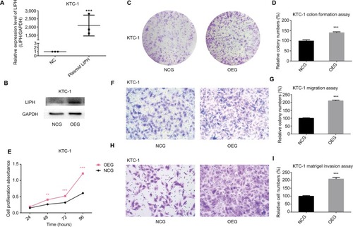 Figure 3 Overexpression of LIPH promoted cell colony formation, proliferation, migration, and invasion.Notes: (A) In KTC-1, the relative expression level of LIPH was significantly overexpressed by LIPH overexpression plasmid (oe-LIPH) in comparison with the negative control group transfected with empty plasmid (oe-NC) according to qRT-PCR (two-tailed Student’s t-test, ***P<0.001). (B) The corresponding protein expression levels of LIPH overexpressed by overexpression plasmid in KTC-1. (C) Colony formation assay: in KTC-1, OEG formed more colonies than transfected NCG. (D) The columns represent the mean colony number for each group from at least three independent experiments, and the vertical bars on top of the columns represent SD (two-tailed Student’s t-test, ***P<0.001). (E) CCK-8 assay: cell proliferation was significantly promoted in OEG in comparison with NCG (two-tailed Student’s t-test, **P<0.01, ***P<0.001). (F) Transwell migration assay: in KTC-1, OEG had more migrating cells than NCG. (G) The columns represent the mean migrating cell number for each group from at least three independent experiments, and the vertical bars on top of the columns represent SD (two-tailed Student’s t-test, ***P<0.001). (H) Matrigel invasion assay: in KTC-1, OEG had more invading cells than NCG. (I) The columns represent the mean invading cell number for each group from at least three independent experiment, and the vertical bars on top of the columns represent SD (two-tailed Student’s t-test, ***P<0.001).Abbreviations: CCK-8, Cell Counting Kit-8; GAPDH, glyceraldehyde-3-phosphate dehydrogenase; oe, overexpression; LIPH, lipase H; NC, negative control; NCG, negative control group; OEG, overexpression group; qRT-PCR, quantitative reverse transcription PCR.