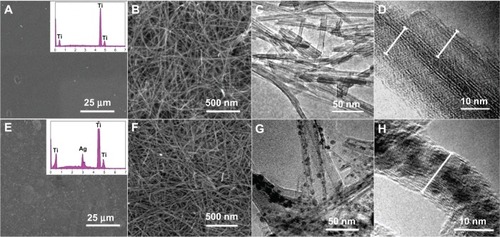 Figure 1 SEM and TEM images of NT-Ti and AgNP-NT-Ti surfaces.Notes: (A–D) NT-Ti; (E–H) AgNP-NT-Ti.Abbreviations: SEM, scanning electron microscope; TEM, transmission electron microscope; NT-Ti, titanium foil sample with hydrogen titanate nanotube layer; AgNP, silver nanoparticle; AgNP-NT-Ti; AgNP-filled nanotube layer on the titanium foil surface.