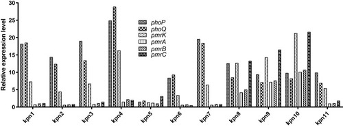 Figure 3 Pulsed-field gel electrophoresis (PFGE)-based dendrogram of polymyxin-resistant Escherichia coli (A) and Klebsiella pneumoniae (B) strains.