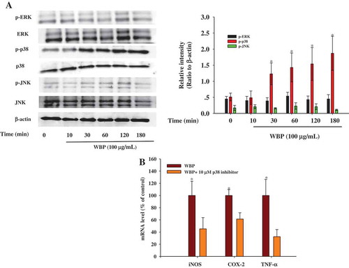 Figure 5. Effect of WBP on the activation of the upstream signaling pathways. RAW264.7 cells (5 × 106 cells ml–1) were incubated with 100 μg ml–1 WBP for the indicated periods of time. (a) The whole-cell lysates were extracted for immunoblotting to determine the levels of phospho- or total MAPKs (ERK, p38, and JNK) identified based on their antibodies. (b) Inhibitory effects of specific inhibitors p38 MAPK kinase (SB203580) on iNOS, COX-2, and TNF-α expression in RAW 264.7 cells. Cells were pre-treated with SB203580 followed by stimulation with 100 μg ml–1 WBP for 6 h. Total RNA was isolated and real time-PCR was performed to determine the mRNA level of each gene with gene-specific primer. Within a column, any significant differences between p38 inhibitor-treated and -untreated groups were analyzed using the Student’s t-test (*p < 0.05). (c) RAW 264.7 cells (5 × 106 cells ml–1) were incubated with 100 μg ml–1 WBP for the indicated periods of time. The whole-cell lysates were extracted for immunoblotting to determine the level of TLR4. (d) Inhibitory effects of anti-TLR4 on WBP-induced NO production in RAW 264.7 cells. Cells were treated with anti-TLR4 or control IgG fraction (10 μg ml–1) for 30 min followed by stimulation with different concentration of WBP (25, 50, or 100 μg ml–1) for 24 h. The level of NO was detected by Griess reagent. Any significant differences between treatments with anti-TLR4 and control antibody were analyzed using the Student’s t-test (*p < 0.05).