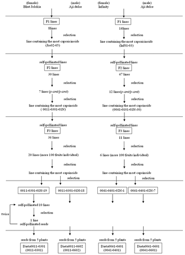 Figure 1. Selection of Dieta0011-0301, Dieta0011-0602, Dieta0041-0401, and Dieta0011-0301 bred from Bhut Jolokia or Infinity crossed with Ají Dulce.
