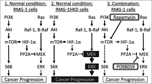 Figure 7. Crosstalk between the PI3K and Ras pathways via PP2A in the OCCC cell line RMG-1. (1) RMG-1 cells under normal conditions; highly expressed HIF-1 by mTOR activates PP2A, which inactivates MEK. (2) RMG-1HKD cells under normal conditions; PP2A is not activated, which in turn induces cancer progression. (3) RMG-1 cells in the combination therapy of rapamycin with PD98059; rapamycin downregulates HIF-1 expression, which in turn activates MEK, whereas PD98059 suppresses the activity of activated MEK, leading to the suppression of cancer progression.