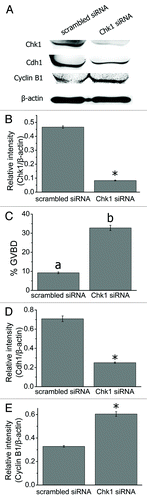Figure 2. Chk1 depletion facilitated GVBD in mouse oocytes. (A) Western blot for Chk1, Cdh1 (55 kDa) and Cyclin B1 (60 kDa) (n = 200 oocytes each lane). GV stage oocytes were injected with scrambled or Chk1 siRNA and arrested in M2 medium containing 2.5 μM milrinone for 24 h before being collected for western blot. (B) Gray-scale analysis of Chk1. Volume analysis in the software Quantity One (Bio-Rad) was used to evaluate the relative levels of Chk1 after Chk1 siRNA injection. Levels of expression were normalized to levels of β-actin and each bar represents mean ± SEM (n = 3). *, p < 0.05. (C) The rates of GVBD oocytes in the scrambled and Chk1 siRNA injected group after being arrested for 24 h in M2 medium containing 0.75 μM milrione after injection. Data are presented as mean ± SE. The superscripts a, b on top of the bars represent ratios of GVBD oocytes that differ significantly between the two groups (p < 0.001). (D-E) Gray-scale analysis of Cdh1 and Cyclin B1. The relative levels of Cdh1 and Cyclin B1 after Chk1 siRNA injection were evaluated by gray-scale analysis using the software Quantity One (Bio-Rad). Levels of expression were normalized to levels of β-actin and each bar represents mean ± SEM (n = 3). *, p < 0.05.