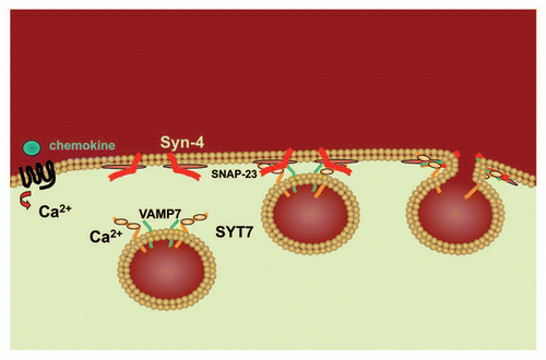Figure 2 Model of SYT7 activity in chemotaxis. Following the binding of a chemoattractant (eg. chemokine) to its G protein-coupled seven transmembrane spanning receptor, calcium is released. Binding of calcium to Syt7 on the lysosome surface induces Vamp7 on the lysosome surface to interact with Syn-4 and SNAP-23 at the cell membrane thereby facilitating the fusion of the lysosome with the cell membrane.