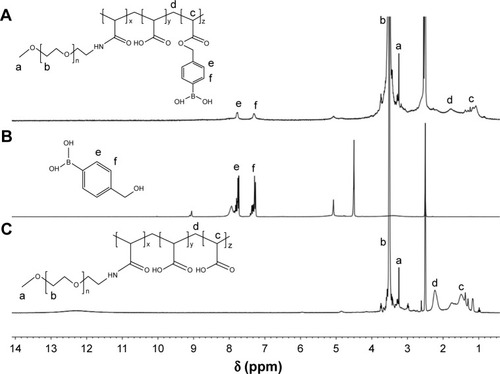 Figure 2 1H NMR spectra of (A) PPH, (B) HPBA, and (C) PP in DMSO-d6.Abbreviations: 1H NMR, 1H nuclear magnetic resonance spectroscopy; PPH, 4-(hydroxymethyl) phenylboronic acid-modified PEG-grafted poly(acrylic acid) polymer; HPBA, 4-(hydroxymethyl) phenylboronic acid; PP, poly(ethylene glycol)-grafted poly(acrylic acid) polymer; DMSO-d6, deuterated dimethyl sulfoxide.