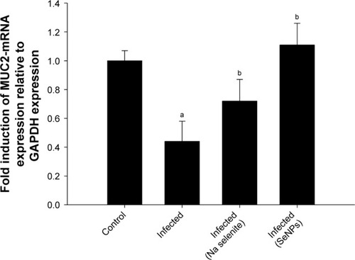 Figure 6 Mucin gene (muc2) expression in the jejunum on day 5 post-infection in mice infected with Eimeria papillata and after treatment with NaSe or SeNPs.Notes: Results (mean±standard error of the mean of 3 assays) were normalized to the GAPDH mRNA level and are shown as fold induction (in log 2 scale) relative to the mRNA level in the control, by RT-PCR. ap<0.05, significant change with respect to control group; bp<0.05, significant change with respect to infected group using Duncan’s post-hoc test.Abbreviations: GAPDH, glyceraldehyde 3-phosphate dehydrogenase; NaSe, sodium selenite; RT-PCR, real-time polymerase chain reaction; SeNPs, selenium nanoparticles.