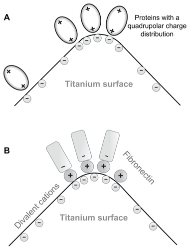 Figure 3 (A) Schematic figure of the adhesion of proteins with quadrupolar internal charge distribution at the sharp edge of a titanium surface. Due to the internal quadrupolar charge distribution, the proteins exhibit strong orientation in the direction of the surface normal vector (see also).Citation15 (B) Schematic figure of divalent cation-mediated adhesion of negatively charged fibronectin molecules to the highly curved edge of a titanium surface.