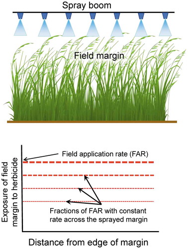 Figure 13. Field margin is exposed to herbicides through direct overspray. This scenario results in an unrealistic uniform exposure of the field margin (figure modified from Prosser et al. Citation2016)