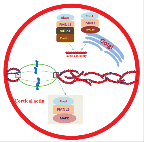 Figure 1. FMNL1 regulates asymmetric division by controlling actin assembly and spindle positioning in mouse oocytes. Actin network modulation is essential for the asymmetric positioning of meiotic spindle. FMNL1 is important for spindle organization with the help of MAPK. FMNL1-GM130 is involved in the Golgi apparatus function and actin assembly. Also, FMNL1-mDia1-Profilin1 pathway is involved in actin assembly and consequent asymmetric spindle positioning.