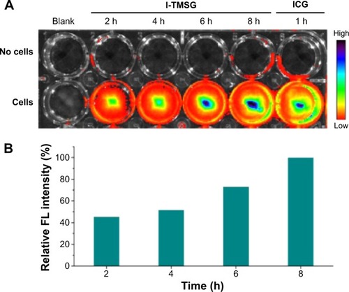 Figure 6 (A) The FL image and (B) relative FL intensity of I-TMSG nanoparticles or free ICG in culture medium coincubated with MDA-MB-231 cells or without cells at different points in time, respectively.Abbreviations: FL, fluorescence; I-TMSG, tLyp-1 peptide-functionalized, indocyanine green-containing mesoporous silica-coated gold nanorods; ICG, indocyanine green; MDA-MB-231 cells, MD Anderson-metastatic breast-231 cells; h, hours.