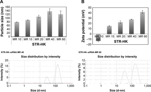 Figure 5 (A) The hydrodynamic diameter and (B) zeta potential of the STR-HK–siRNA complexes at different molar ratios were measured by DLS.Notes: The lower two graphs are the size distribution by intensity of STR-HK–siRNA complexes at a molar ratio of 40/1 and 60/1. The siRNA concentration was fixed as 100 nM. At different molar ratios, the amount of STR-HK was adjusted. Results are expressed as mean ± standard deviation (n=3). The difference of size distribution at a molar ratio of 40/1 and 60/1 is not statistically significant.Abbreviations: siRNA, small interfering RNA; DLS, dynamic light scattering; MR, peptide/siRNA molar ratio.