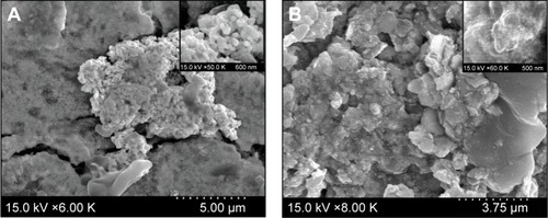 Figure 3 SEM image of synthesized OMP-AuNPs and PE-AuNPs.Notes: (A) OMP-AuNPs; (B) PE-AuNPs.Abbreviations: AuNPs, gold nanoparticles; OMP, oriental melon peel; PE, peach extract; SEM, scanning electron microscopy.