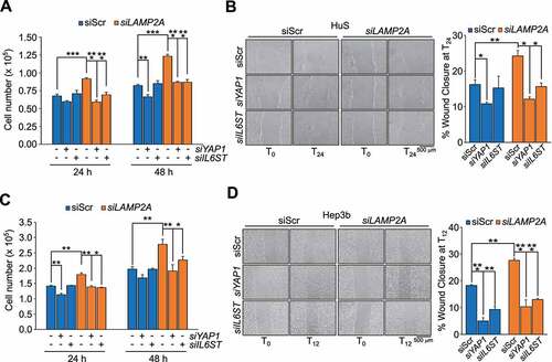 Figure 5. YAP1 and IL6ST contribute to the growth advantage and increased motility induced by CMA downregulation. (A,C) Silencing of either YAP1 or IL6ST restrains the increased proliferation of LAMP2A knockdown HuS (A) and Hep3B (C) cells. (B,D) Silencing of either YAP1 or IL6ST restrains the increased migration of LAMP2A knockdown HuS (B) and Hep3B (D) cells, measured by the wound healing assay. Data are plotted as the ± SEM of n = 3 biological replicates. *p < 0.05, **p < 0.01, ***p < 0.001 vs siScr.