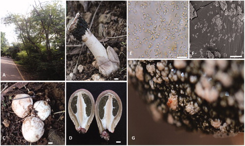 Figure 2. Habitat and features of Itajahya rosea. (A) Leucaena leucocephala plant at Savitribai Phule Pune University Campus in India. (B) Basidiomata of I. rosea growing in soil, scale bar = 1 cm. (C) Immature balls of I. rosea scale bar = 1 cm. (D) Internal structure of immature balls of I. rosea, scale bar = 1 cm. (E) Basidiospores of I. rosea under microscope scale bar = 20 μm. (F) Basidiospore of I. rosea under SEM, scale bar = 30 µm. (G) Drosophila attracted on the gleba and feeding on gleba mass.