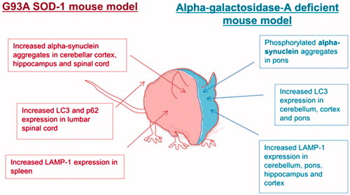 Figure 2. Autophagy is dysregulated in mouse models of both Fabry’s disease and SOD1-G93A amyotrophic lateral sclerosis.