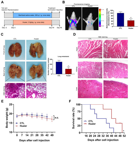 Figure 7 Huaier inhibits the metastasis of CCA in vivo. (A) The detailed grouping strategies and therapeutic schedules of lung metastatic model (n=5). (B) The therapeutic efficacy was assessed by an in vivo bioluminescence imaging system. **P < 0.01 versus CTL. CTL, control. (C) Analysis of the experimental lung metastatic model was performed by injecting luciferase-labeled CCLP1 cells into the caudal vein of nude mice. **P < 0.01 versus CTL. CTL, control. (D) The histology structure of heart, kidney and liver obtained from the nude mice in lung metastatic model. (E) Curves of average body weights in lung metastatic model (n=6). (F) Log rank analysis of survival rate of mice between the treatment groups (n=6). *P < 0.05 versus CTL. CTL, control. Magnification, × 100 (C and D). Scale bar, 200 μm (C and D). Data are shown as mean ± SD of at least three independent experiments.Abbreviations: SD, standard deviation; CCA, cholangiocarcinoma.