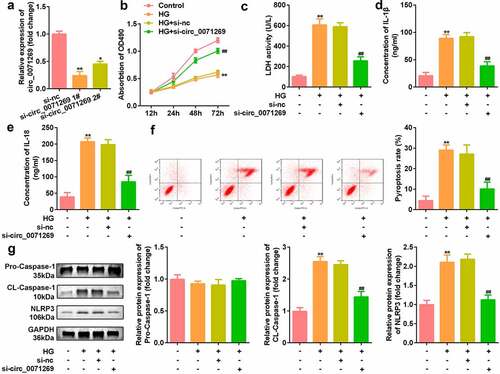 Figure 2. Circ_0071269 knockdown suppresses the pyroptosis of H9c2 cells. a: Two different siRNAs targeting circ_0071269 were detected by qRT-PCR to evaluate the efficiency of circ_0071269 knockdown in H9c2 cells. b: The viability of H9c2 cells treated with high glucose after circ_0071269 knockdown was detected by CCK-8. c: The LDH content of H9c2 cells treated with high glucose after circ_0071269 knockdown was detected using an LDH kit. d-e: The levels of IL-1β and IL-18 in H9c2 cells treated with high glucose after circ_0071269 knockdown were determined using an ELISA kit. f: The apoptosis rate of H9c2 cells treated with high glucose after circ_0071269 knockdown was detected by flow cytometry. G: The protein expression levels of NLRP3 and caspase-1 in H9c2 cells treated with high glucose after circ_0071269 knockdown were detected by Western blotting. All experimental results were obtained by repeating three times. *P < 0.05, **P < 0.01, ***P < 0.001; #P < 0.05, ##P < 0.01, ###P < 0.001.