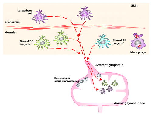 Figure 5. Schematic representation of the MNPs in the skin of the mouse. LCs can be found in the epidermis. The dermis is situated below the epidermis and comprises langerin+ as well as langerin- DCs and various macrophage populations. All these cell types migrate from the skin to the draining LN, and therefore may play a potential role in the transport of the TSE agent from the skin to the draining LN, where PrPSc accumulates following infection via the skin.