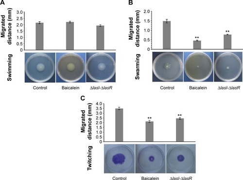 Figure 4 The effects of baicalein on the motility of Pseudomonas aeruginosa.