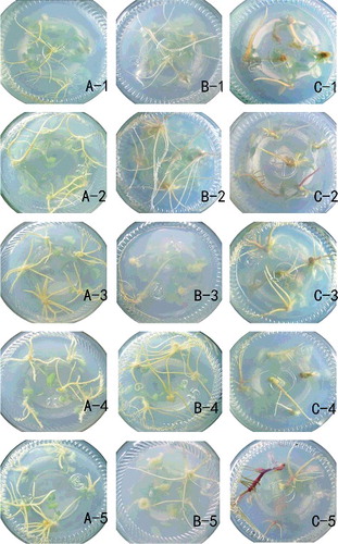 Figure 1. Rooting of shoots with different gene dosages in various media. Haploid (A); diploid (B); tetraploid (C); hormone-free (1); 0.05 mg/L NAA (2); 0.15 mg/L NAA (3); 0.1 mg/L IBA (4); 0.3 mg/L IBA (5).