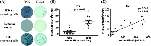 Fig. 1 HBs-specific B cells in health volunteers.a Representative B-cell ELISpot readouts from healthy volunteers HC9 and HC21. 100,000 cells were added in HBsAg-coated wells (up panel) and negative wells (middle panel) and 5000 cells were added in IgG coated wells (bottom panel). b The frequency of HBs-specific memory B cells was significantly reduced in groups with lower level of serum HBsAb (<200 mIU/ml), compared to the groups with higher serum HBsAb ( > 200 mIU/ml). c A strong correlation between the serological HBsAb and the number of memory B cell was detected in HCs. SFC, spot-forming cells. Each dot represents one individual