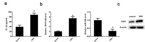 Figure 2. LncRNA HOTAIR, miR-20b, and Nlrp3 expressions in THP-1 cells stimulated with MSU crystals. THP-1 cells were treated with 100 ng/mL PMA for 3 h, then THP-1 cells were stimulated with 100 μg/mL MSU crystals. A. Compared with the control group, the IL-1β level was up-regulated in the MSU group. B. Compared with the control group, lncRNA HOTAIR expression was up-regulated in the MSU group, and miR-20b expression was down-regulated in the MSU group. C. NLRP3 protein level was up-regulated in the MSU group. *P< 0.05, compared with control. Data are pooled from three individual experiments