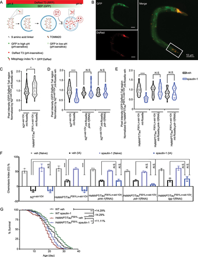 Figure 7. Spautin-1 promotes mitophagy and restores associative learning capability deficits in the AD-like HsMAPT/TauP301L C. elegans model. (A) Schematic working model of the mt-Rosella expressed in the pan-neuronal system of the C. elegans (Ex[punc-119TOMM-20:Rosella;rol-6(su1006)]). Mitophagy index is calculated as GFP:DsRed ratio, thus lower values correlate with higher mitophagy. (B) A worm with enhanced neuronal mitophagy is shown (the boxed area highlights tail neurons). To eliminate confounding signals (worm gut autofluorescence and the signal of co-injection marker from pharynx), we quantified mitophagy signal in neurons of the tail region. (C-E) Effects of 1 μM spautin-1 on the induction of neuronal mitophagy in worms with mt-Rosella reporter at adult day 2. Data were pooled from three biological replicates (total n = 30 ~ 53 nematodes per group). Kruskal-Wallis test followed by Multiple comparisons was used for data analysis. (F) Effects of 1 μM spautin-1 on associative learning capability in transgenic animals expressing HsMAPT/TauP301L;n-sid-1OV at adult day 2 and the effects of pink-1, pdr-1, lgg-1 on spautin-1-dependent associative learning capability improvement in the HsMAPT/TauP301L;n-sid-1OV worms at adult day 2. Two-way ANOVA followed by Tukey’s multiple comparisons test was used for data analysis. (G) Effect of 1 μM spautin-1 on lifespan in both WT and HsMAPT/TauP301L worms. Survival analysis followed by Log-rank (Mantel-Cox) was used for data analysis. All quantitative data are shown in mean ± S.D. from two to three biological repeats (N.S., no significance; *, P < 0.05; **, P < 0.01; ***, P < 0.001; ****, P < 0.0001).