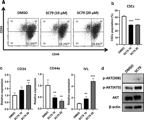 Figure 6. AKT activation decreased CD24L cells. (a, b) TE8 cells were treated with SC79 (0, 10, and 20 µM) for 48 h, and the expression of CSCs markers were examined by FACS. ***p ≤ 0.001 vs. DMSO (control). (c) mRNA expression of CD24, CD44s and IVL were examined by qRT-PCR in SC79 treated TE8 cells. **p ≤ 0.01 vs. DMSO (control), ***p ≤ 0.001 vs. DMSO. (d) TE8 cells were pre-incubated serum free media for 3 h and treated with or without SC79 (10 µM) for 30 min. Activation levels of AKT by SC79 were examined by western blotting