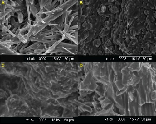 Figure 4 Scanning electron microscopic images of freeze-dried formulations of DpeNotes: (A) 5% mannitol, (B) 10% mannitol, (C) 10% lactose, and (D) 10% trehalose solutions (Zoom ratio: 1000).