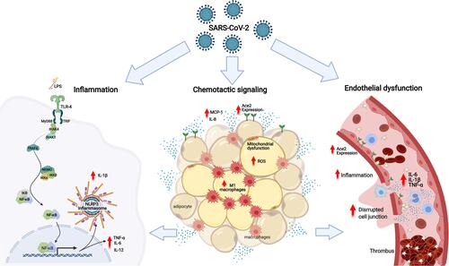 Figure 1 The mechanisms underlying the increased risk of complications and mortality in obese patients with COVID-19 based on the association of low-grade inflammation, adipose tissue dysfunction and endothelial dysfunction: In obese patients with COVID-19 or SARS-CoV-2, as well as, the bacterial endotoxins (LPS) of the intestinal bacterial translocation promote the activation of TLR4 in favor of the MyD88-dependent pro-inflammatory pathway. The activation of NF-κB is linked to the production of TNF-α, IL-1β, IL-6, IL-12 and other cytokines, contributing to the activation of NLRP3 inflammasomes and increased expression of ECA2. In the adipose tissue of patients with COVID-19, there is an increase in the expression of ECA2, promoting greater entry of SARS-CoV-2, making this tissue a viral reservoir. Metabolic inflammation in obese patients is characterized by dysfunctional adipose tissue, with mitochondrial dysfunction and decreased fatty acid oxidation, causing an amount of inflammatory cells showing an increase in the influx of M1 macrophages and chemotactic signaling, via MCP-1 and release of IL-8 by adipocytes, associated with an increase in reactive oxygen species. Associated with this process of immune activation, obese patients with COVID-19 have systemic microvascular dysfunction and a predisposition to thrombus formation that is exacerbated by higher levels of circulating inflammatory cytokines, such as TNF-α, IL-1β and IL-6, worsening the outcomes in COVID-19.