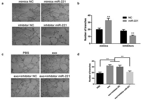 Figure 6. OSCC-derived exosomal miR-221 promotes HUVEC tube formation