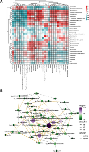 Figure 9 Analysis of Spearman correlation between microbiota and metabolites. (A) Clustering heatmap of microbiome and metabolites at the genus level. The heatmap displays a total of 166 significantly correlated differential genera and metabolites, with 54 pairs exhibiting a more significant correlation with P < 0.01. (B) Network diagram depicting the correlation between microbiome and metabolites in each group. The network displays the correlation between 30 metabolites and 30 bacterial genera. *P < 0.05, **P < 0.01 and ***P < 0.001.