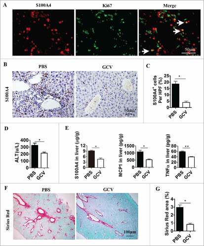 Figure 3. Selective depletion of S100A4+ cells attenuates anti-CD137 mAb-induced liver injury and liver fibrosis. S100A4-TK mice (n = 5) were treated with 100 µg 2A on day 1 and then injected with GCV or PBS on days 1, 3, 4, 6 and 7. The treatment was repeated for 4 weeks. (A) Proliferating S100A4+ cells in 2A-treated livers from S100A4-TK mice were stained for both S100A4 (red) and Ki67 (green). Arrows indicate double-positive cells (yellow). Scale bar, 50 μm. (B) Groups of S100A4-TK+ mice (n = 5 per group) were left untreated or treated with GCV to deplete S100A4+ cells, and liver sections were stained for S100A4. Scale bar, 50 μm. (C) Percentage of S100A4-positive cells. #p < 0.05. (D) Serum ALT levels of S100A4-TK+ mice treated with or without 2A. #p < 0.05. (E) The content of S100A4, MCP-1, and TNF-α protein in the liver homogenates of PBS or GCV-treated TK+ mice was measured by CBA or ELISA. #p < 0.05, ##p < 0.01. (F) Groups of S100A4-TK+ mice were left untreated or treated with GCV, and liver sections were stained with Sirius Red. Scale bar, 100μm. (G) Quantification of Sirius Red areas in the liver sections. #p < 0.05.
