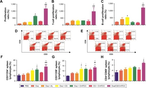 Figure 5 Effect of Ova-related complexes on lymphocytes.Notes: (A) Spleen-lymphocyte proliferation; (B) T-lymphocyte transformation; (C) B-lymphocyte transformation; (D) flow cytometry results of proportion of CD3+CD4+ lymphocytes; (E) flow cytometry results of proportion of CD3+CD8+ lymphocytes; (F) quantification of proportion of CD3+CD4+ lymphocytes; (G) quantification of proportion of CD3+CD8+ lymphocytes; (H) proportion of CD4+CD69+ lymphocytes. *P<0.05, **P<0.01, ***P<0.001 compared to PBS controls; #P<0.05, ##P<0.01, ###P<0.001 compared to Ova controls; !P<0.05, !!P<0.01, !!!P<0.001 compared to Ova + AL controls (n=3).Abbreviations: CS, curdlan sulfate; O-HTCC, O-(2-hydroxyl)propyl-3-trimethyl ammonium chitosan chloride; Ova, ovalbumin; AL, Alhydrogel.