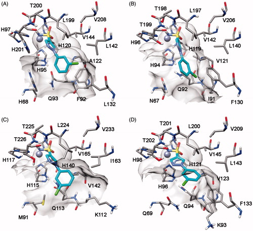 Figure 7. Docking of compound 8h into hCA I (A), hCA II (B), hCA IV (C) and hCA VII (D).