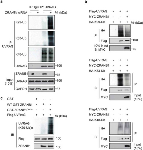 Figure 6. ZRANB1 removes UVRAG K29- and K33-linked ubiquitination. (a) Huh7 cells were transfected with siRNA pools against ZRANB1 for 72 h, and the lysates were incubated with anti-UVRAG antibody followed by western blot analysis to determine the K29-, K33-, and K48-linked ubiquitination on UVRAG. (b) ZRANB1 reduced the K29- and K33-, but not K48-linked ubiquitination levels of UVRAG. HEK293T cells were transfected with HA-K29-only ubiquitin, or K33-only ubiquitin, or K48-only ubiquitin and Flag-UVRAG as indicated with or without MYC-ZRANB1. 24 h later, cell lysates were used to perform an immunoprecipitation with anti-Flag antibody, and the samples were analyzed with an anti-HA antibody. (c) In vitro K29-linked deubiquitination of UVRAG by ZRANB1. K29-ubiquitinated UVRAG was incubated with purified recombinant ZRANB1 or ZRANB1C443A in vitro and then blotted with an anti-HA antibody.